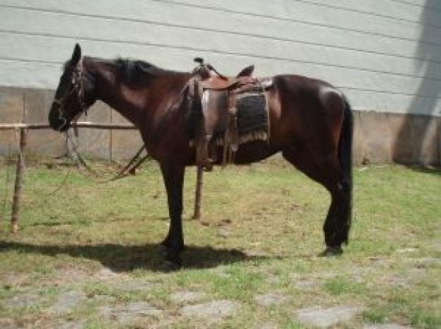 Equestrian horse Sports in dark with a saddle about Vacations and Touring Equestrianism